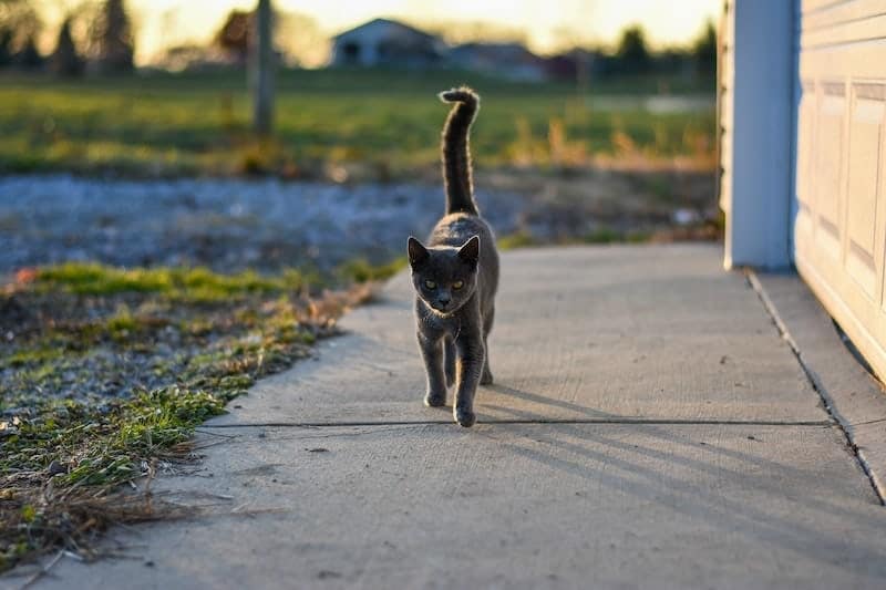 Black cat puffing tail on sidewalk