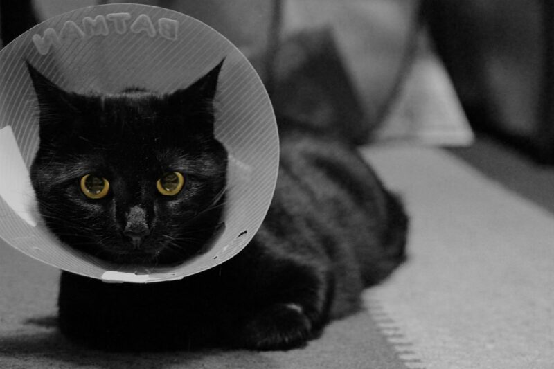Black cat with cone