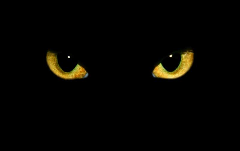 Black cat with yellow eyes on black background