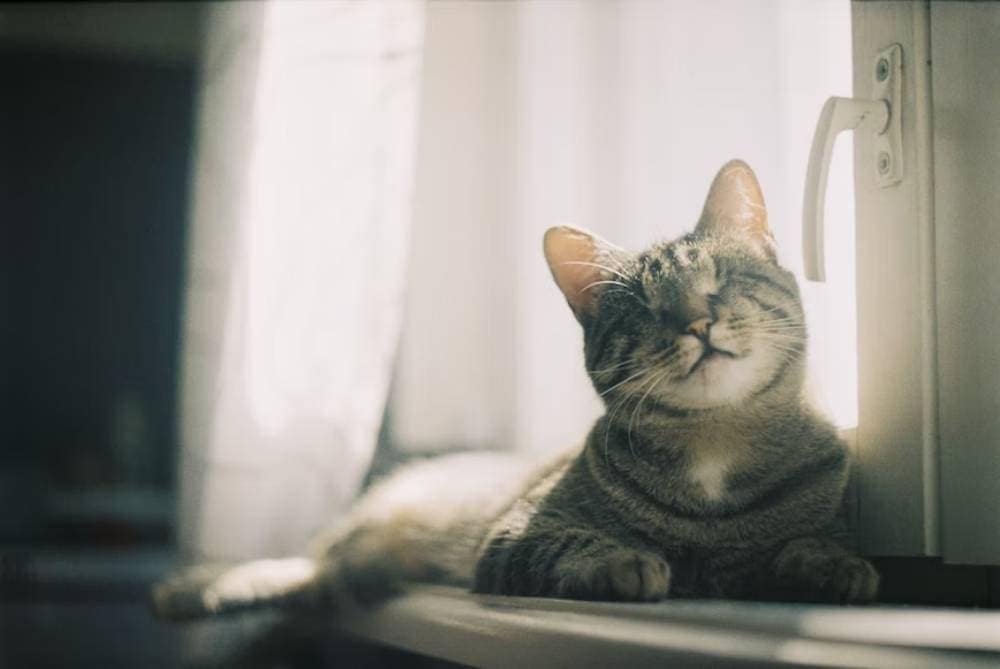 Blind tabby cat lies on windowsill