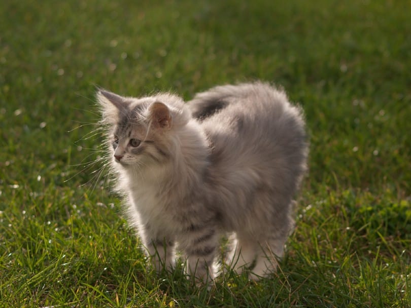 Blue Patched Norwegian Forest Tabby