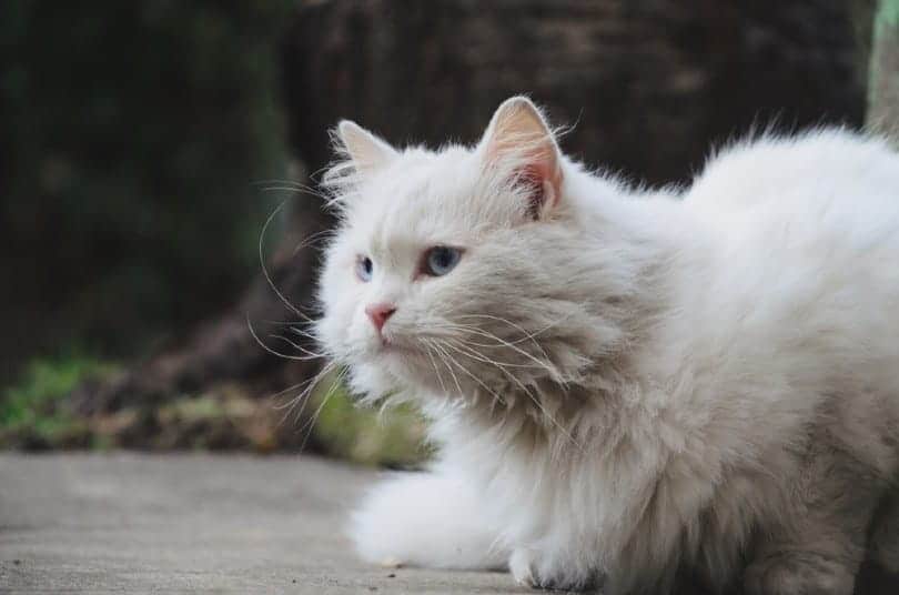 Blue Turkish Angora Cat