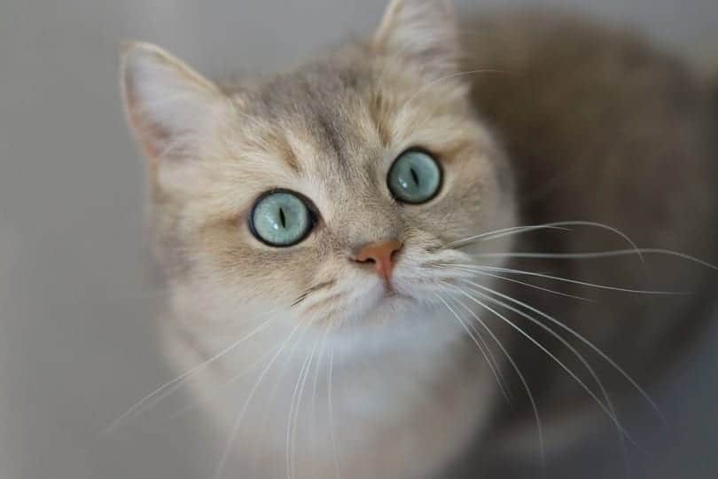 Blue golden shaded british shorthair cat with green eyes_Anna Azarenko_shutterstock