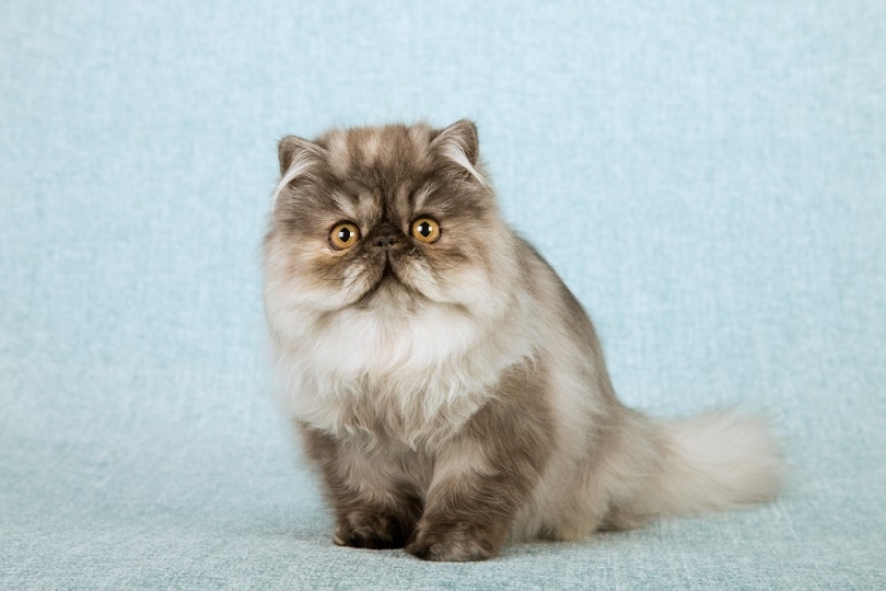 Blue smoke tortie Persian cat kitten_Linn Currie_shutterstock