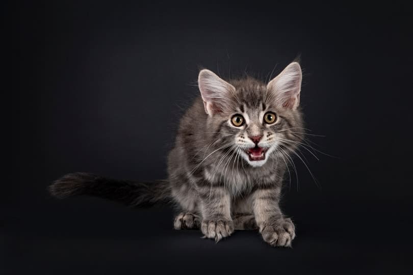 Blue tabby Maine Coon cat kitten chirping_Nynke van Holten_shutterstock