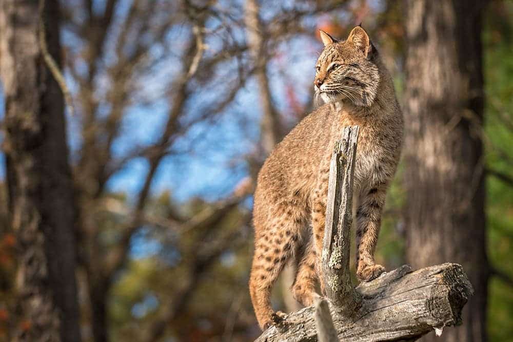 Bobcat stands up at a branch