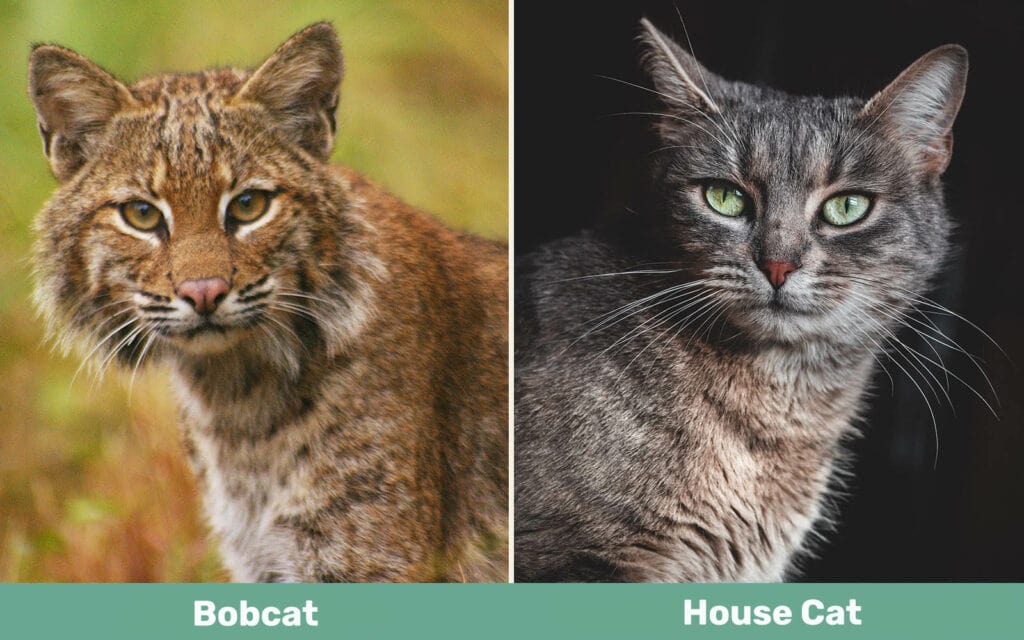 Bobcat vs House Cat side by side