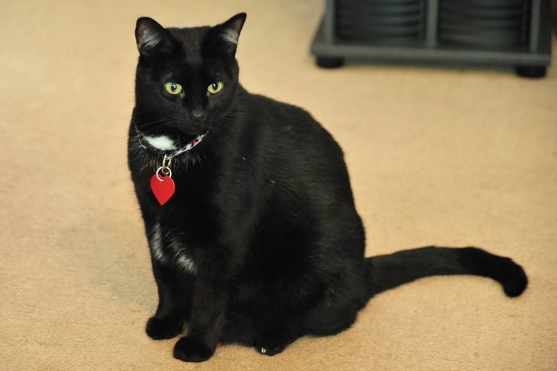 Bombay Cat