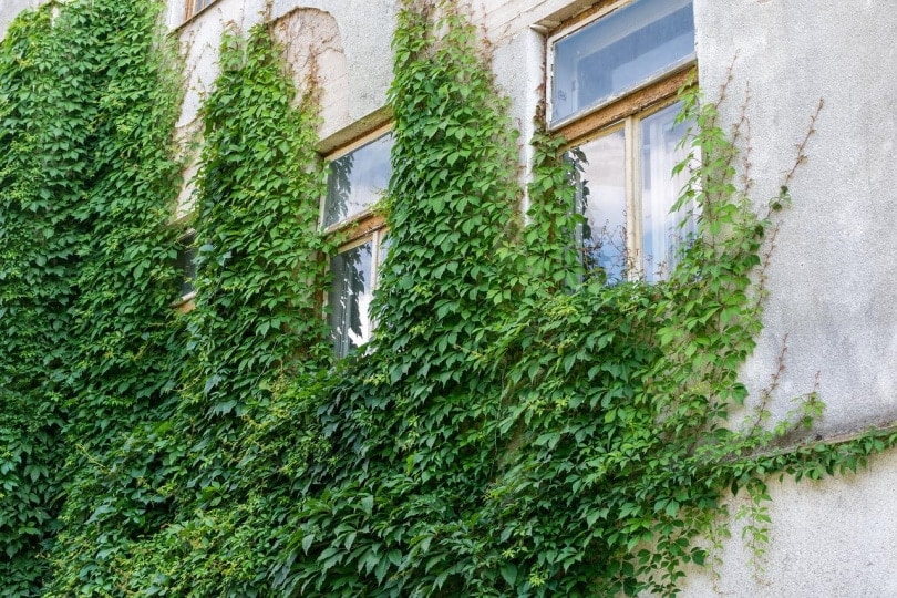 Boston Ivy crawling on building exterior
