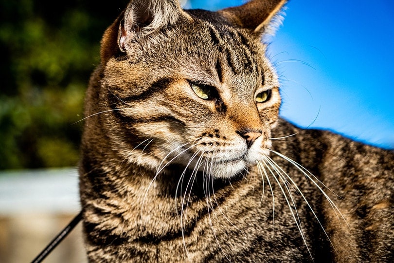 Brazilian Shorthair Close up