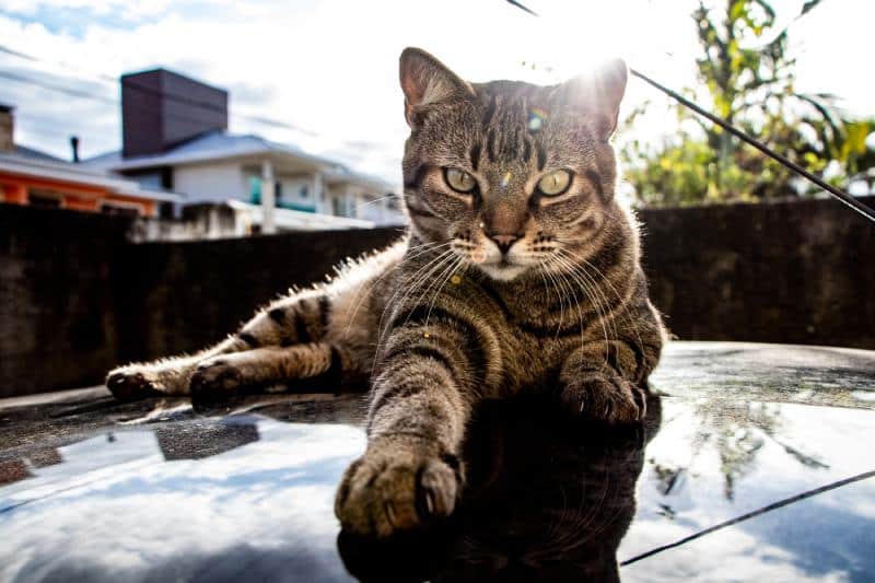 Brazilian Shorthair cat lying on the top of a car