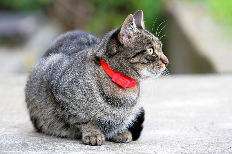 Breakaway Red Collar Cat