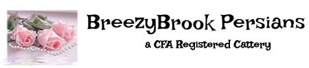 BreezyBrook Persians
