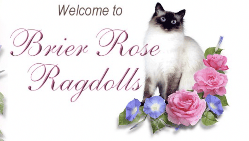 Brier Rose Ragdolls