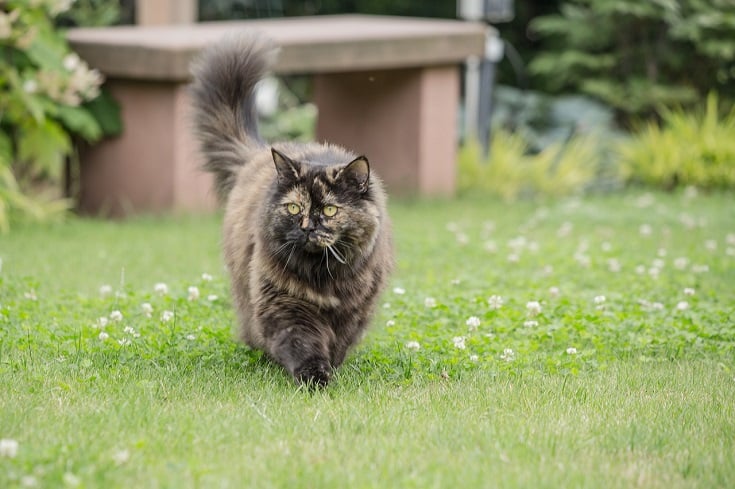 British Longhair Cat breed