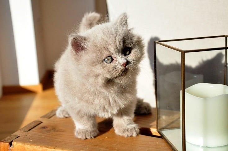 British Longhair kitten