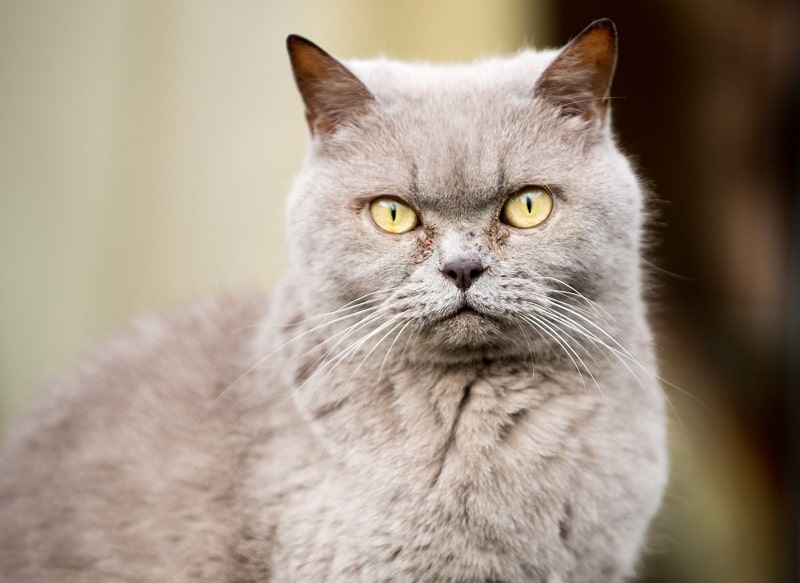 British Shorthair Appearance