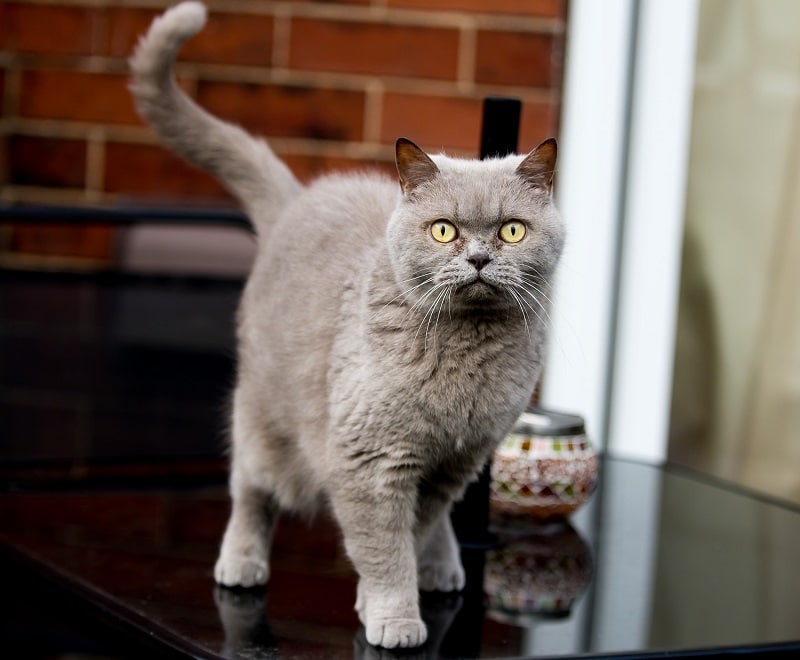 British Shorthair Health Care