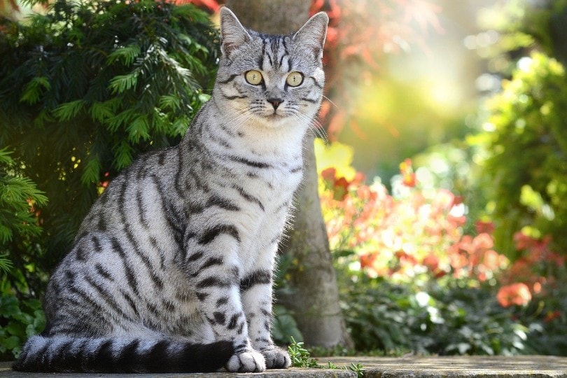 British Shorthair cat