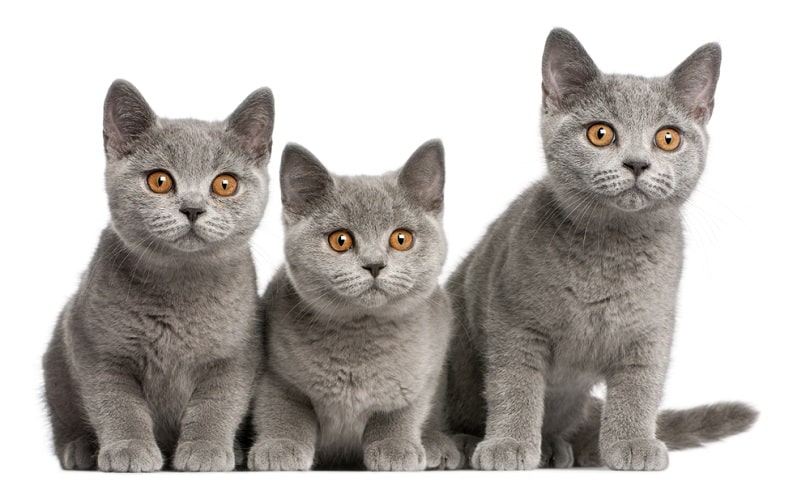 British Shorthair kittens_Eric Isselee_shutterstock