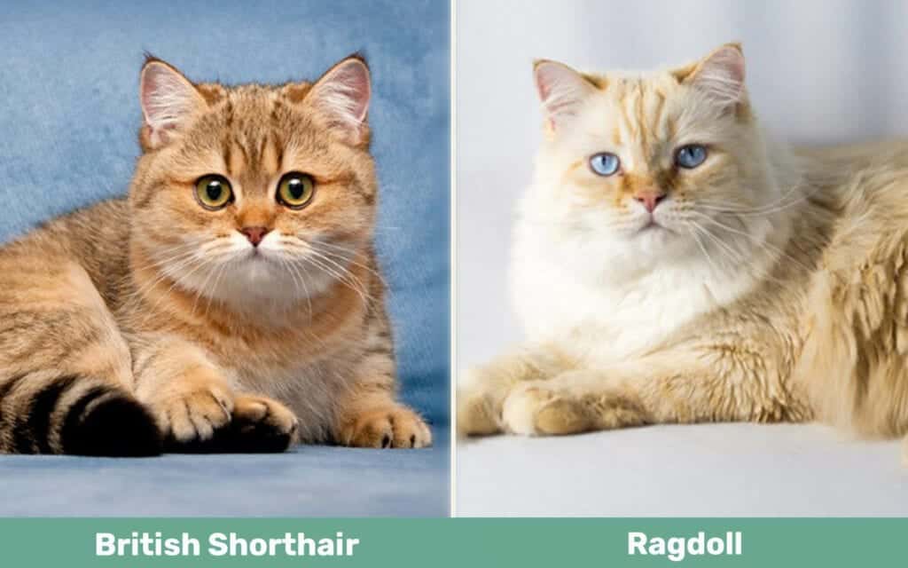 British Shorthair vs Ragdoll side by side