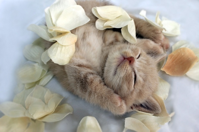 British kitten and cream rose_Marketa Barborikova_shutterstock