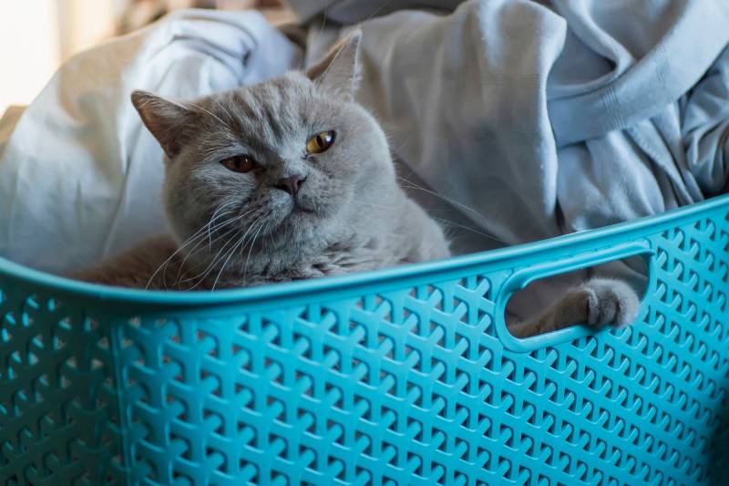 British-short-hair-cat-in-a-blue-laundry-basket
