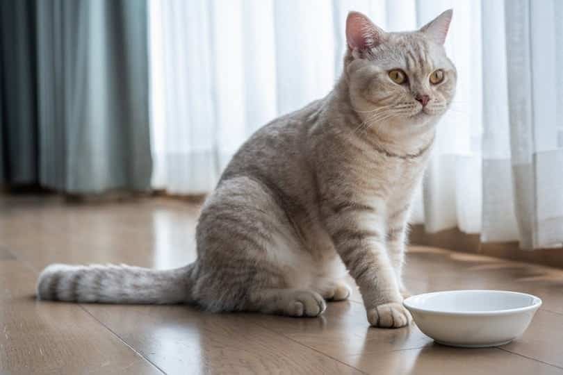 British shorthair cat Silver chocolate color yellow eyes_lowpower225_shutterstock