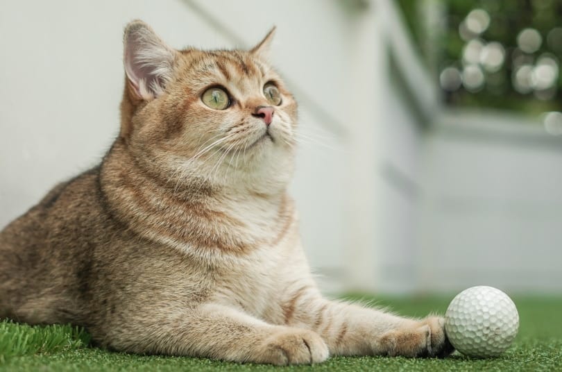 British shorthair cat playing golf ball