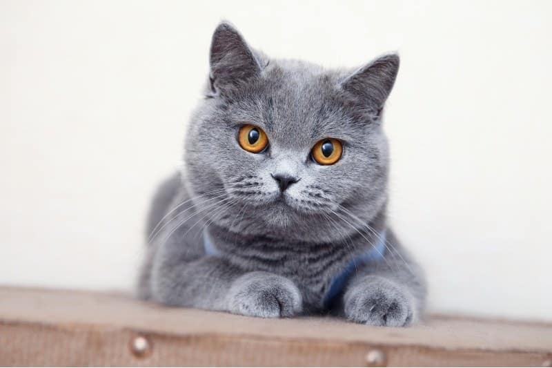 British-shorthair-grey-cat-sitting-on-a-wooden-table