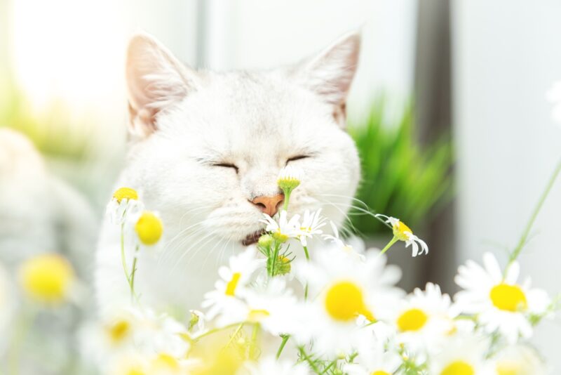 British shorthair silver cat with a bouquet of chamomile