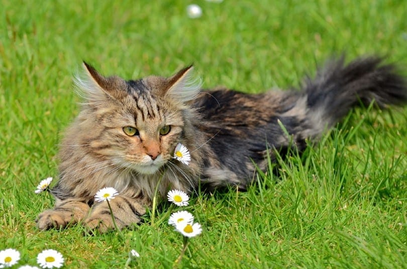 Brown Patched Tabby Norwegian Forest