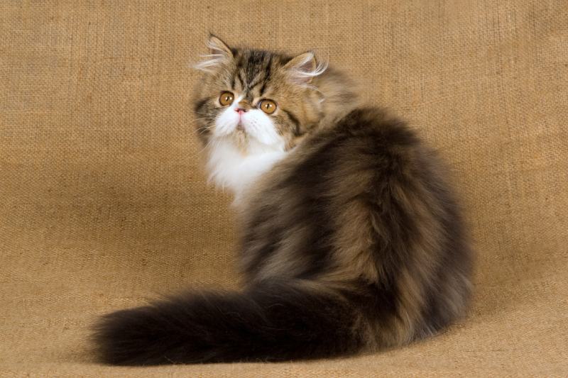 Brown Tabby and White Persian Cat