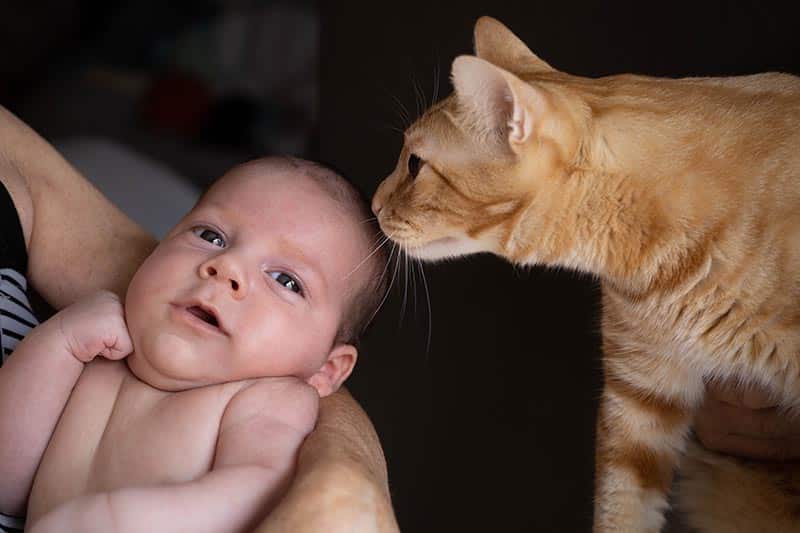 brown cat kissing a caucasian newborn baby