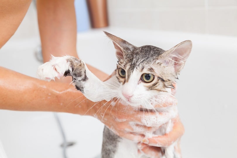 Bubble bath a small gray stray cat_135pixels_shutterstock