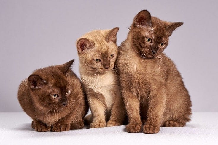 Burmese cats