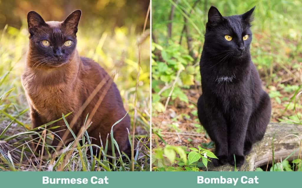 Burmese vs Bombay Cat side by side