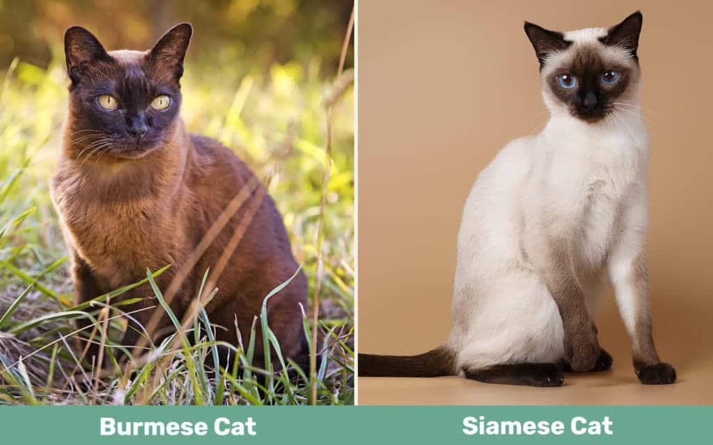 Burmese vs Siamese Cat