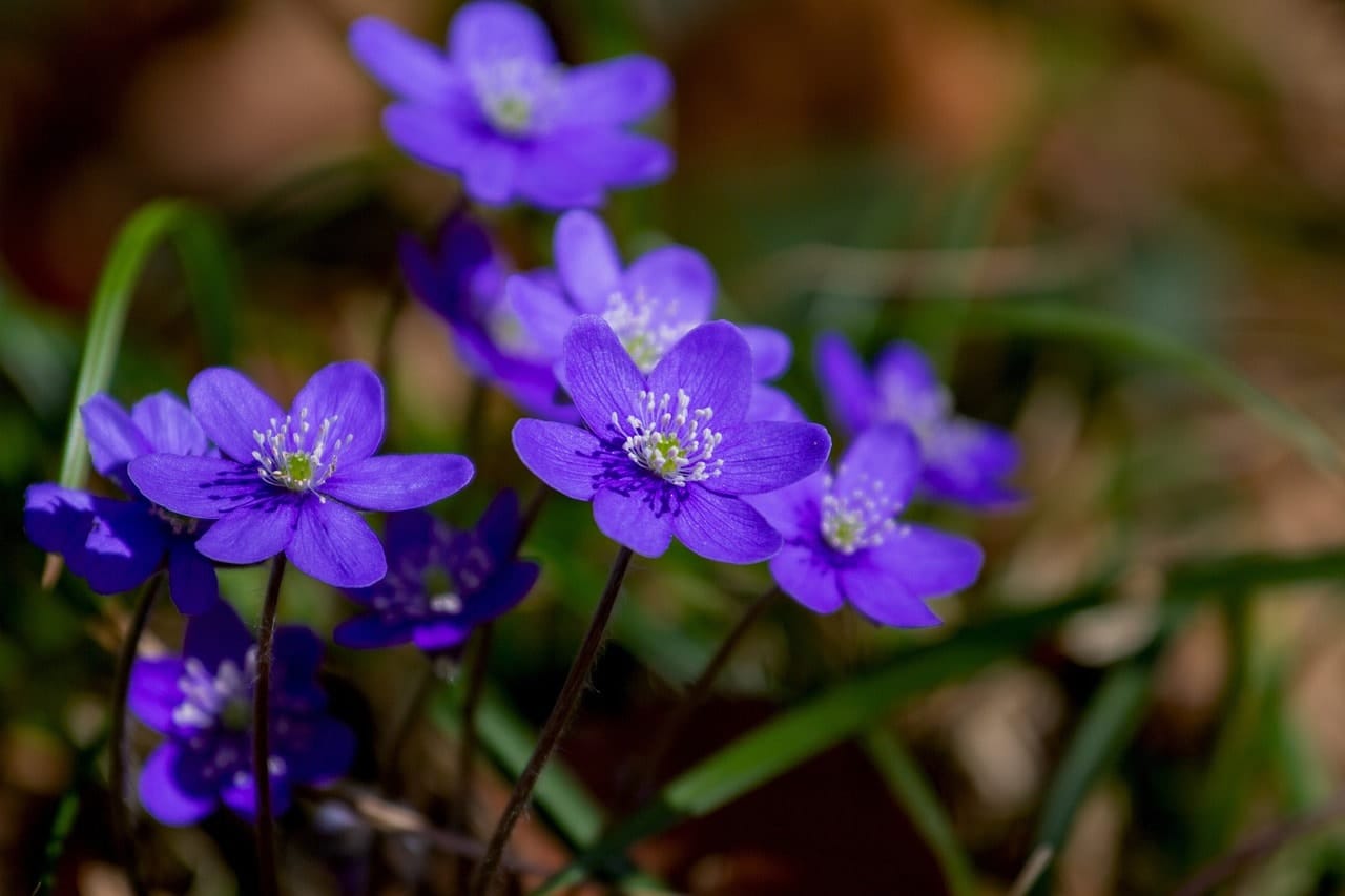 Buttercup Plant