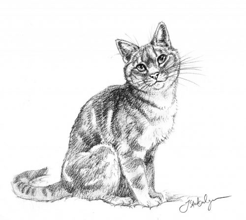 Cute cat drawing | Simple cat drawing, Animal line drawings, Cat drawing-saigonsouth.com.vn