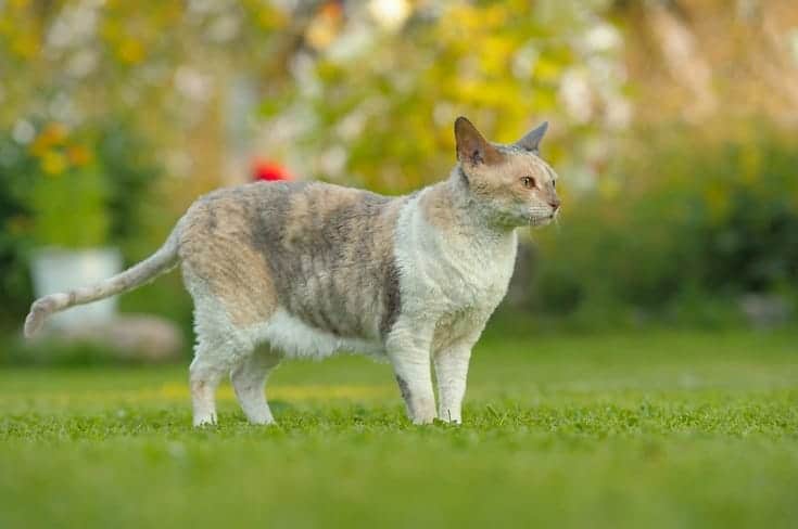 Calico Cornish Rex