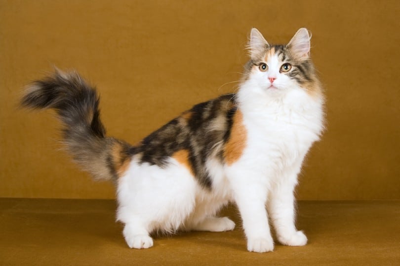 Calico Norwegian Forest Cat