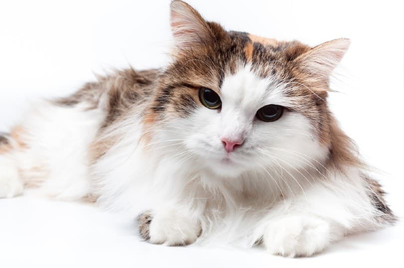 Calico Turkish Angora