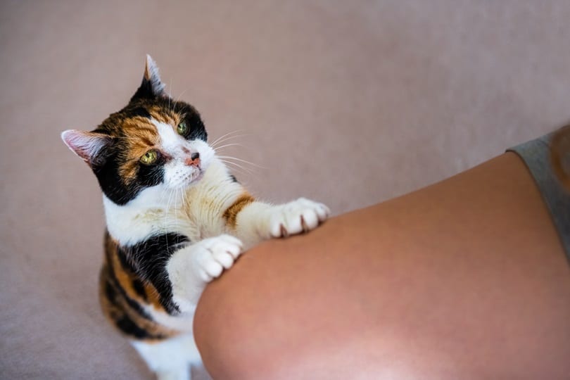 Calico-cat-on-lap-for-treats_Andriy-Blokhin_shutterstock