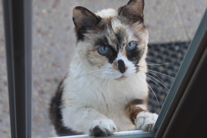 Calico cat pawing at the window