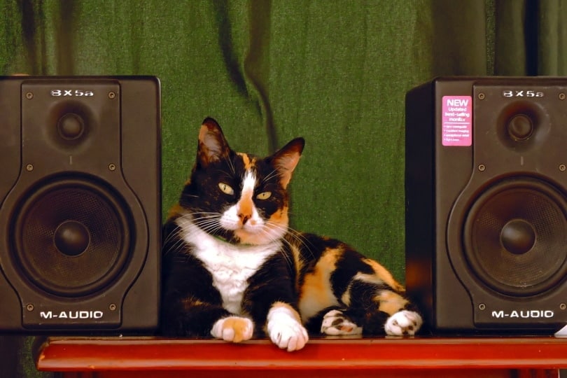 Calico cat sandwiched between two speakers