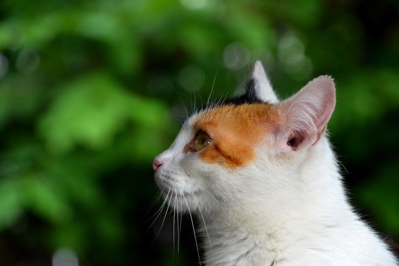 Calico cat with ears pointing up