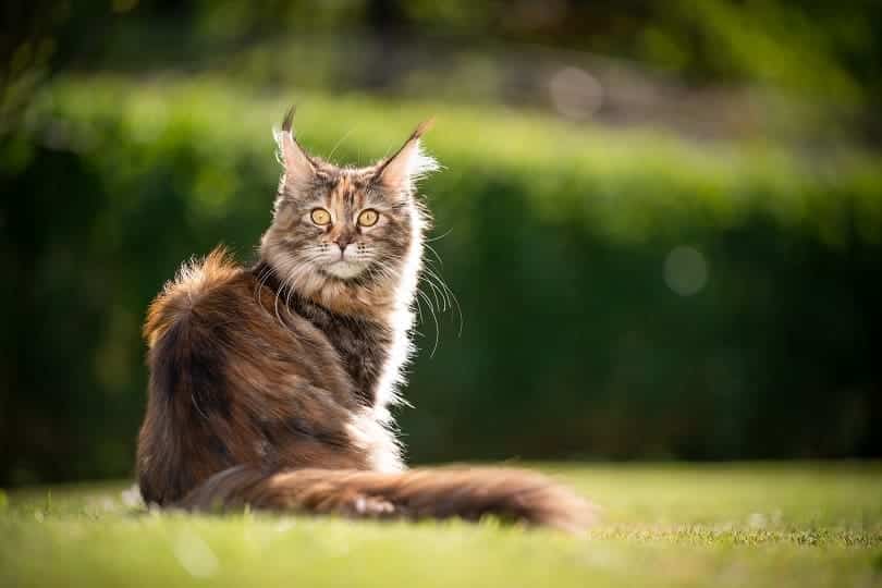 Calico maine coon cat sitting outside