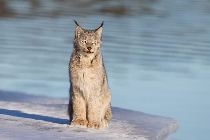 Canadian Lynx_Jukka Jantunen_shutterstock