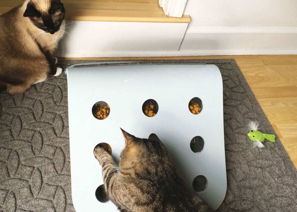 DIY Cat Treat Dispenser - Upcycled Free Cat Toy